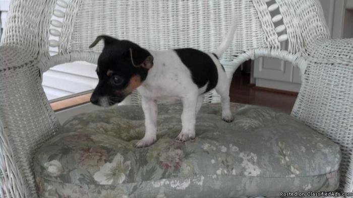 Jack Russell puppy. - Price: Free to good home.