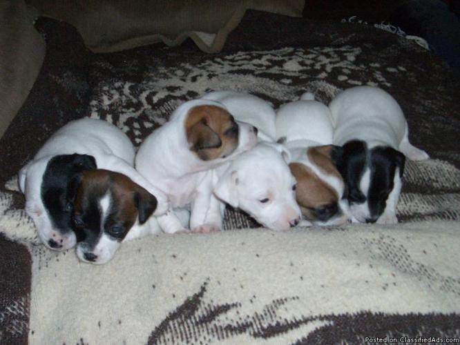 Jack Russell Pups = 1 Female - 5 Males - Price: $250.00