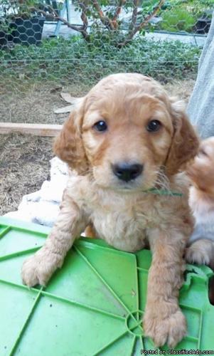 Just Born Small Mini Goldendoodle Puppies Price 1200 1500 For Sale In Seattle Washington Best Pets Online