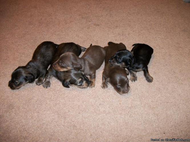 Just in time for Christmas!! 5 Miniature Daschund Puppies - Price: $350 - $400