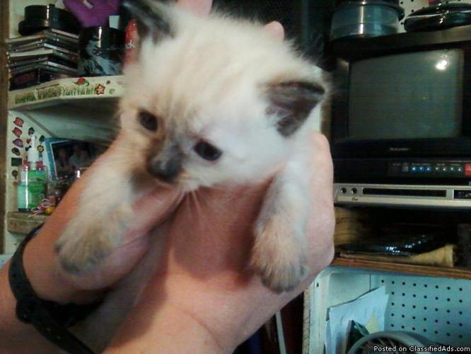 Kitten for Adoption Siamese Persian $100.00 OBO