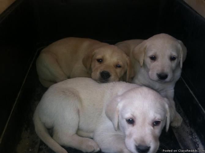 Lab Retrievers Puppies - Price: 250.00