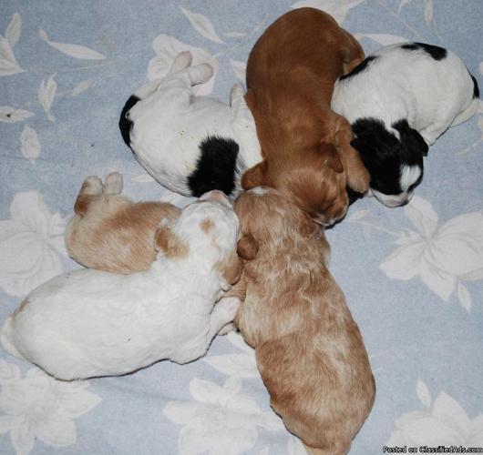 Labradoodle mini puppies - Price: $2200.00