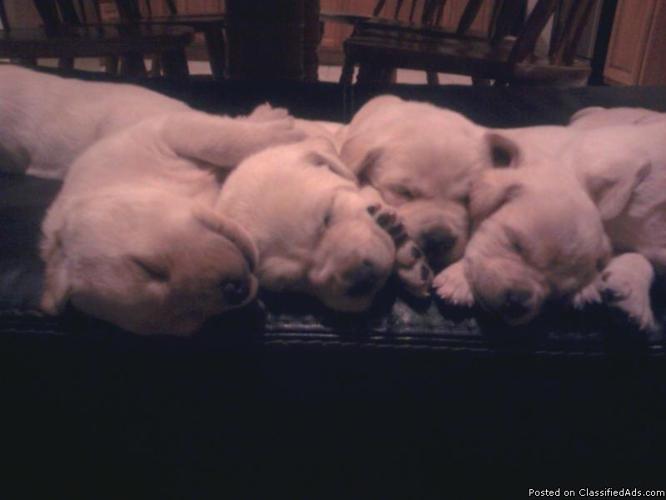 Labrador Puppies AKC - Price: 350