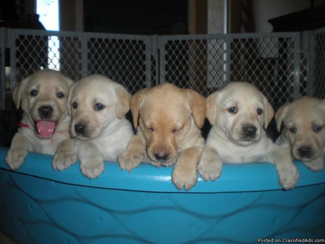 trading post golden retriever puppies