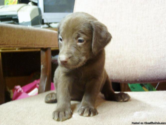 Labrador Retriever Puppy Chocolate AKC registered - Price: $400.00