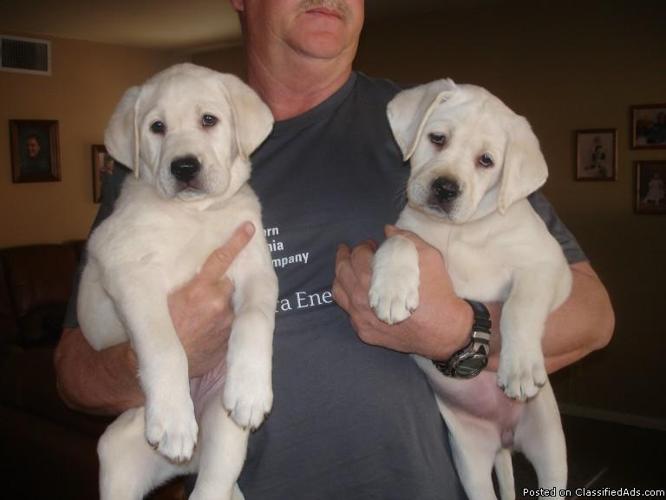 Labrador Retriever pups WHITE AKC OFA OFE CERF Health Guarantee - Price: 1,250.00