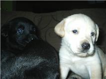 Labradore puppies - Price: 250.00
