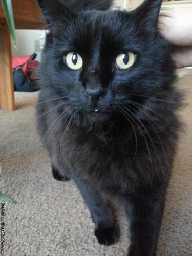 Lennon (black cat)