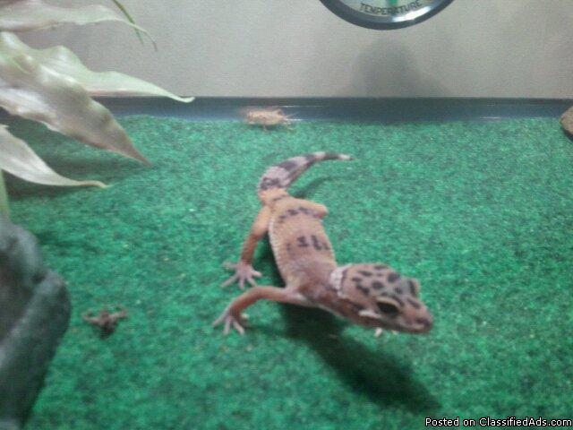 lepord Gecko with 5gl. terrarium and all items - Price: $50 O.B.O.