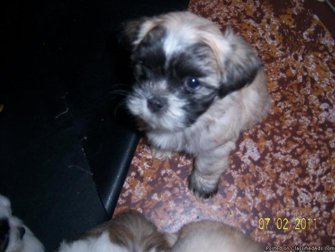 Lhasa Apso Puppies - Price: 300.00