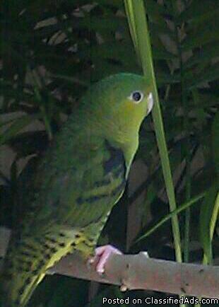 lineolated parakeet - Price: best offer