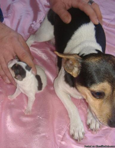 Little Love Female Toy Rat Terrier Puppy CKC - Price: 400.00