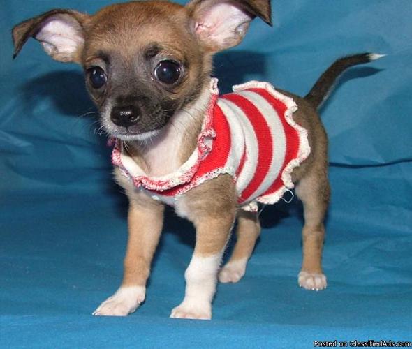 Little Male Chihuahua - last of the litter, brown and black - Price: 195.00