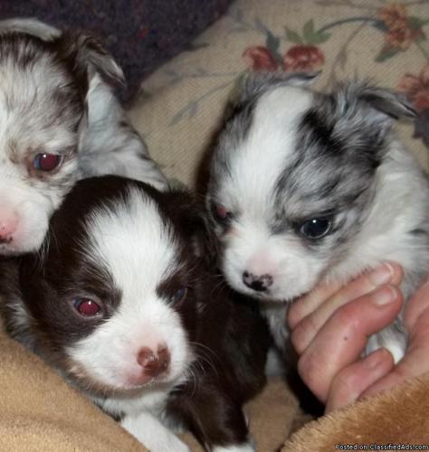 Long haired chihuahua pups (rare merles) - Price: $600/700