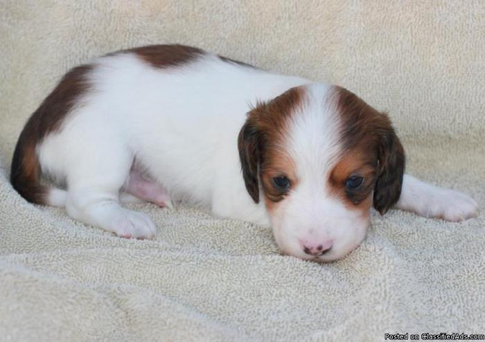 piebald mini dachshund for sale