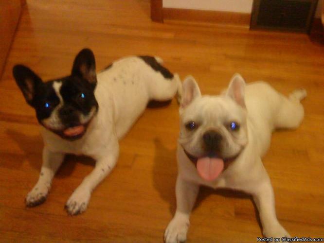 Lost 2 french bulldogs at corona county.. Please return to me.. Please - Price: $500 Each retruned