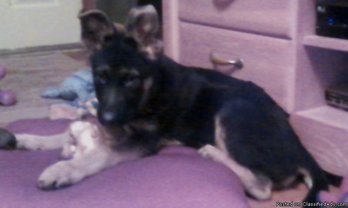 LOST 4 MONTH OLD GERMAN SHEPHERD - Price: ANY