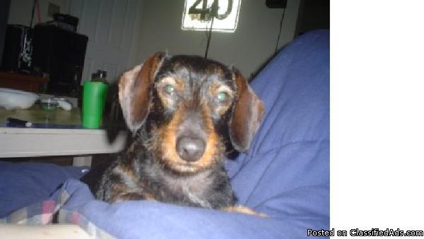 LOST Black and Tan Dachshund. Short haired with a few wired hairs.