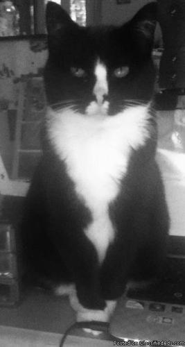 LOST Black and White Tuxedo Cat