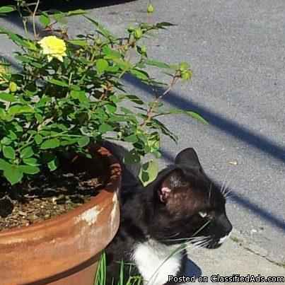 Lost black male tuxedo cat