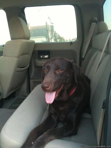 Lost Chocolate Lab-Red Collar