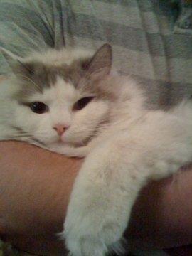 LOST gray and white ragdoll cat (indoor only!)