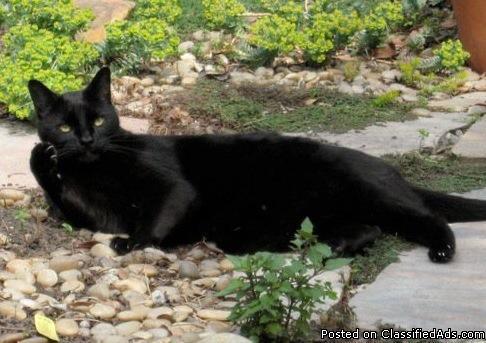 LOST or STOLEN BLACK CAT - Price: $500 REWARD