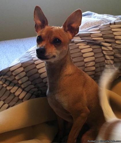 Lost solid light brown Chihuahua