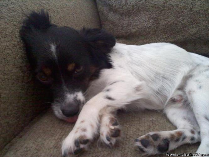 Lost White and Black Russell Terrier Mix