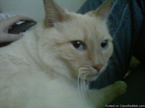 LOST/Missing flamepoint Siamese cat
