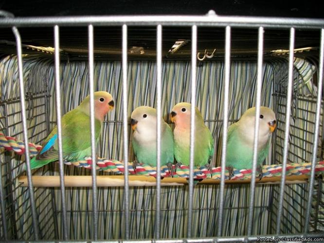 Lovebirds Handfed Babies Price 65 00 For Sale In Columbus Arkansas Best Pets Online,How To Spray Paint A Mirror Frame