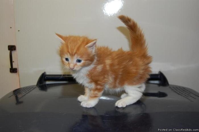 Maine Coon Kittens For Sale! - Price: $650 for sale in ...