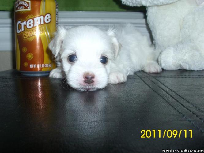 malchi puppy pic - Price: from 200 to 380