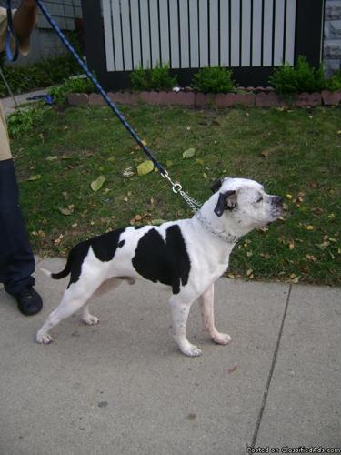 Male American Bulldog ready for studing - Price: OPEN