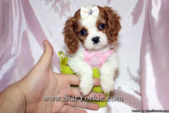 Male & Female Amazing Teacup Cavalier Puppies Available in Las Vegas, NV - Price: 1500.00