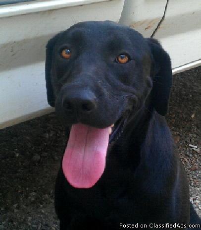 Male BLACK LAB WITH OLE MISS COLLAR