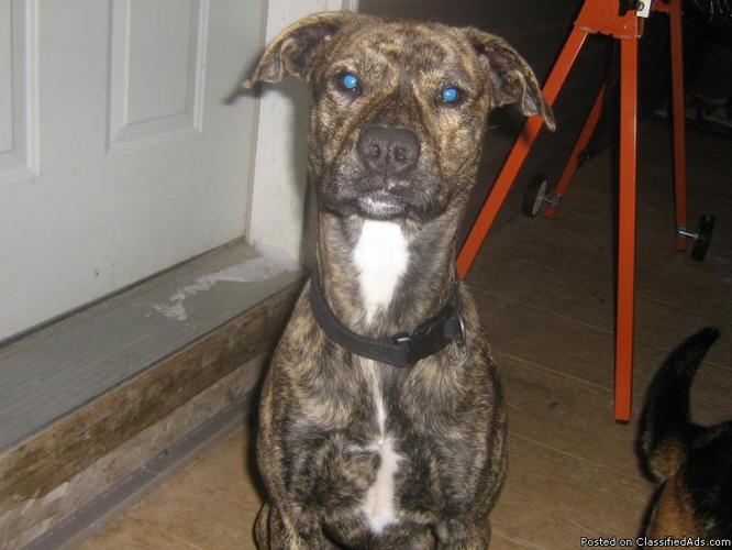 Male BOXER MIX - Price: FREE to good home