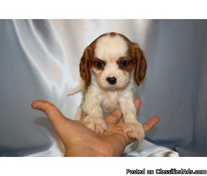 Male & Female Teacup Cavalier Puppies For Sale - The Perfect Gift for Christmas! - Price: 1500.00