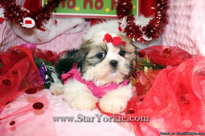 Male & Female Teacup Shih-Tzu Puppies For Sale in Las Vegas, NV - Price: 1000.00
