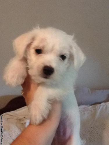male maltese puppy for sale - Price: $350 obo