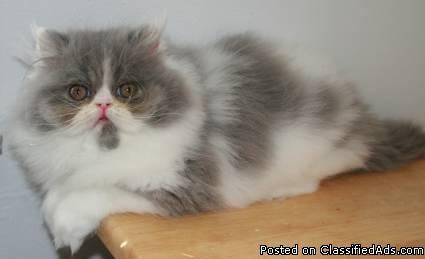 Male Persian Kitten - Price: 350.00