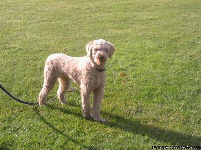 Male Red Standard Poodle Puppy 700.00 Pet Home Only - Price: 700.00