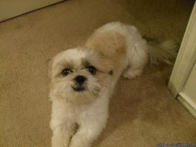 Male Shih Tzu puppy - Price: $400 obo