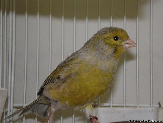 Male Singing Canary - Price: 65.00