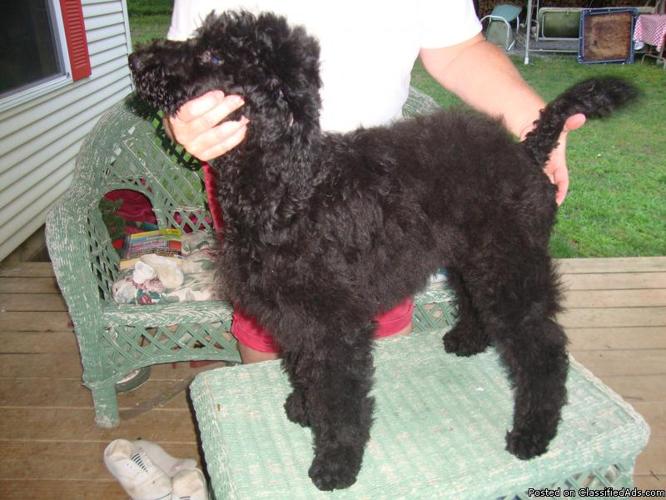 male standard poodle..solid blk...PET ONLY - Price: 175.00