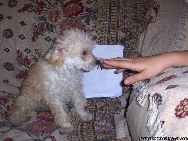 male toy poodle puppy for sale in alabama - Price: 200