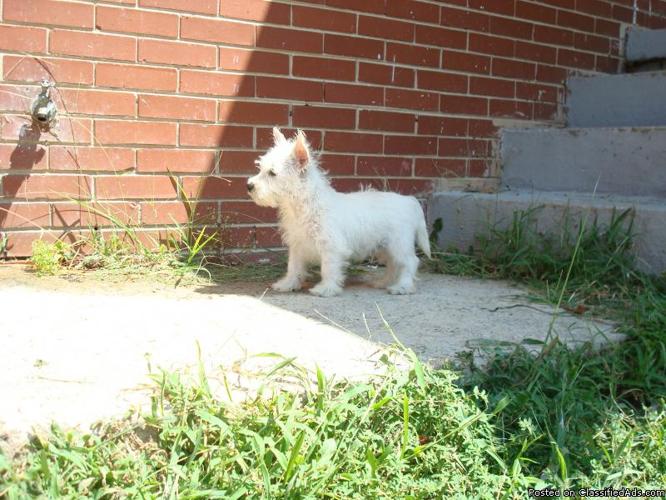 Male West Highland Terrier Pup - Price: 375