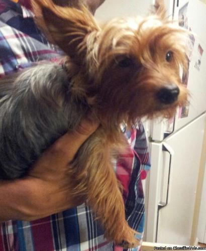 male yorkie for sale - Price: 250