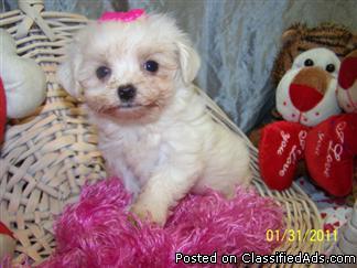 Maltese Babies For Sale - Price: $200-550